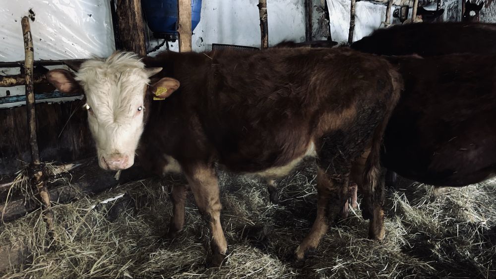 Прожам 2 бычка годовалых