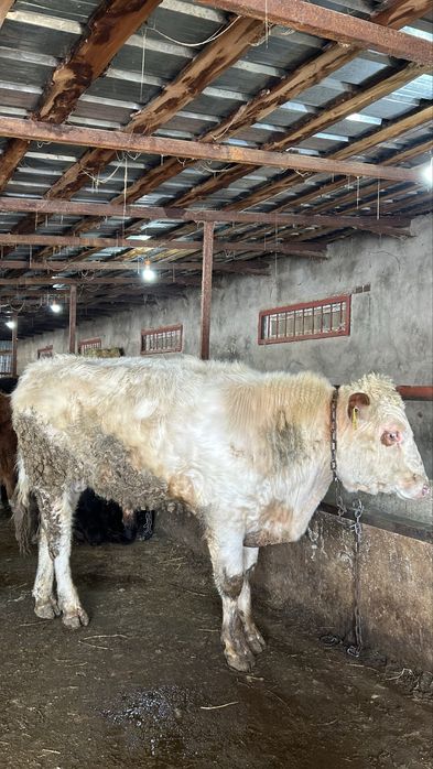 Бычок на откорме