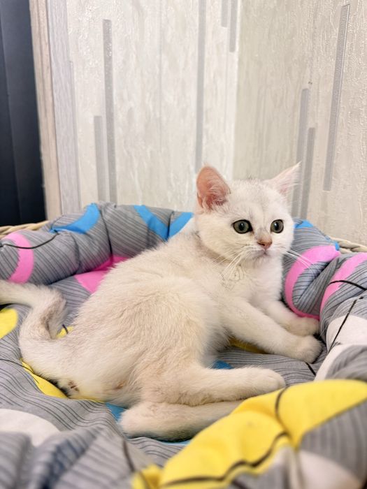 На продаже котенок