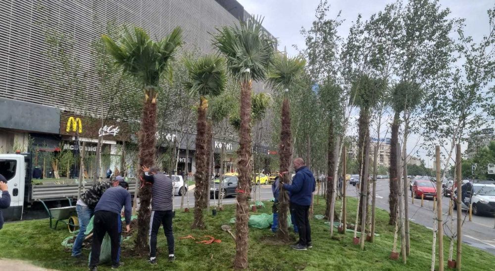 Palmieri rezistenti iarna 1000 disponibili pe stoc livrare rapida toata tara