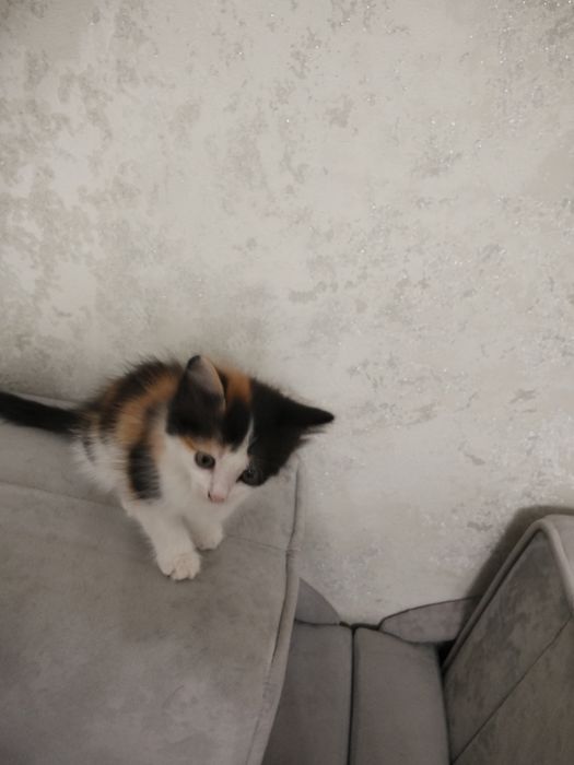 Котенок в добрые руки  отдам