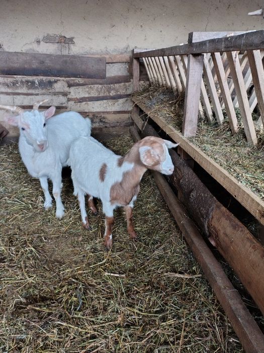 Capre și berbeci Romanov