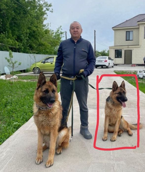 Немецкая овчарка