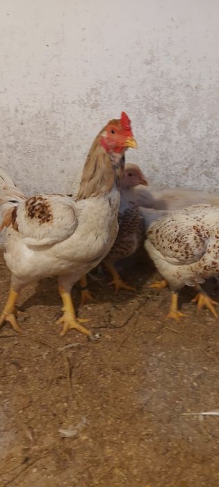 Capră alpina franceza