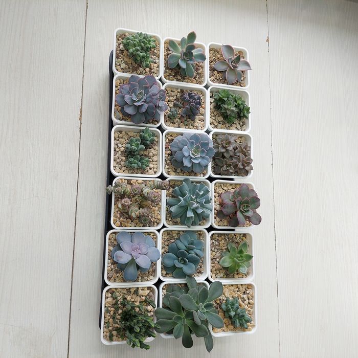 Цветы суккуленты