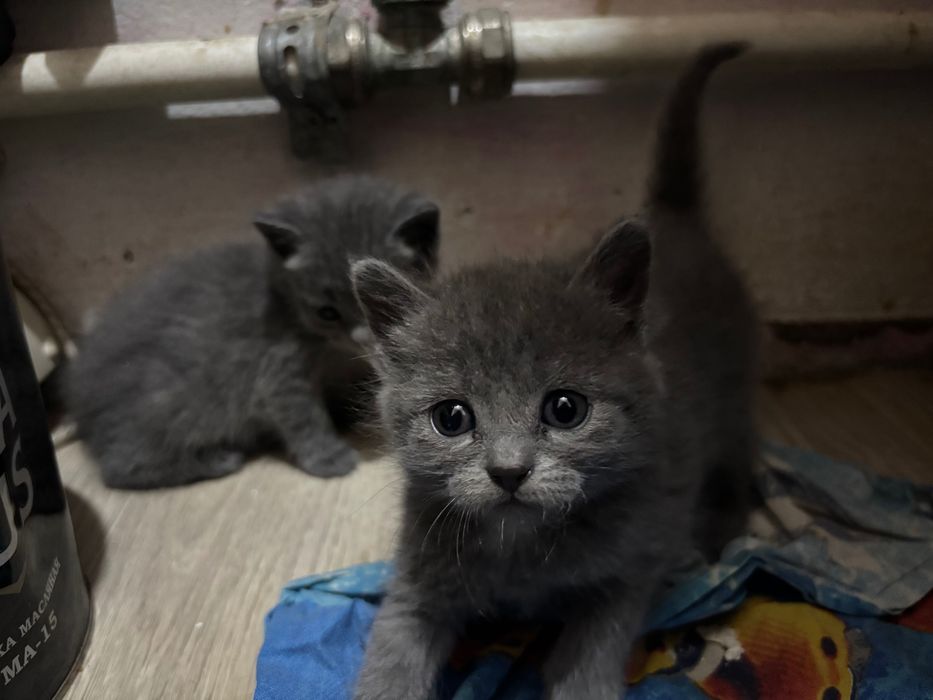 Котята 2 девочки