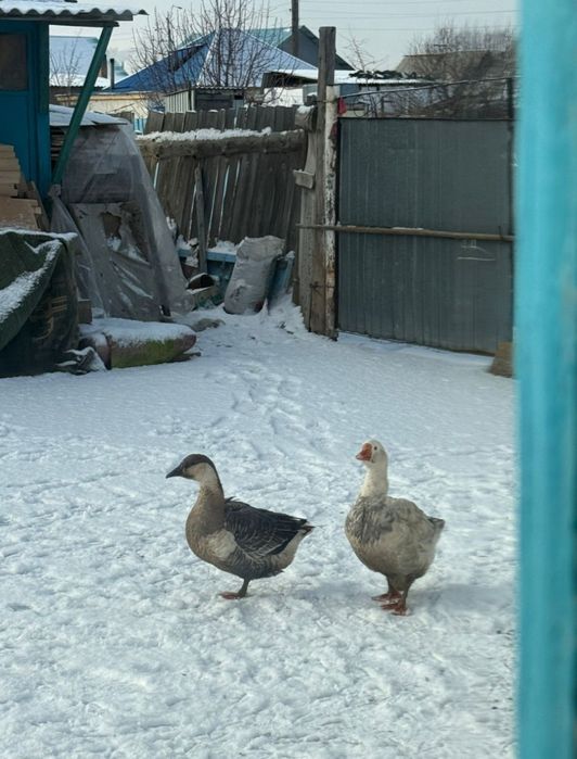 Продам трёх гусей