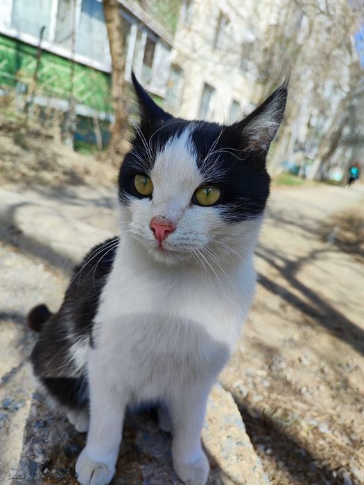 Отдам котика 6 месяцев .