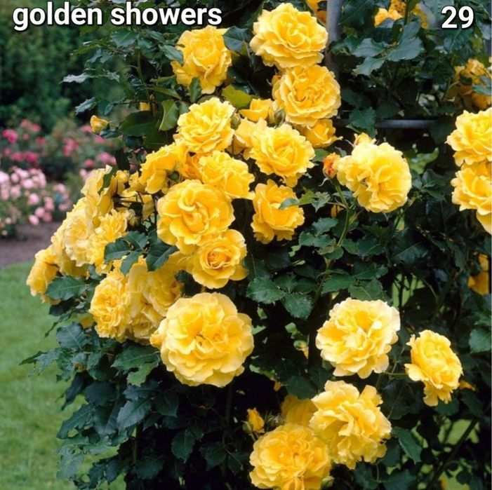 Trandafiri altoiti butasi