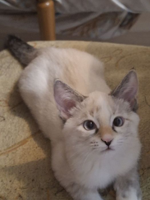 Котенок  сиамский пролается
