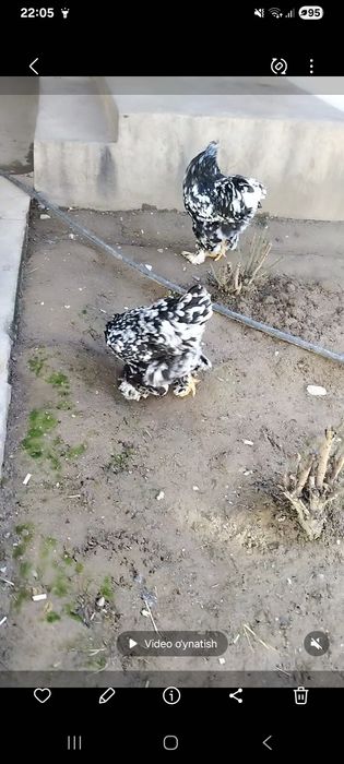 Miramir birama xuroz