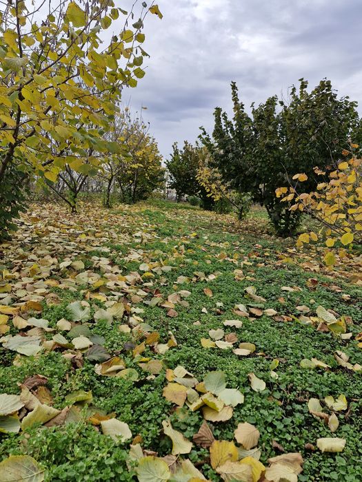 Miez de alune de pădure