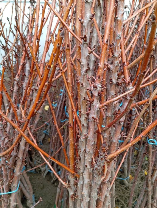 Овощни дървета разсад!