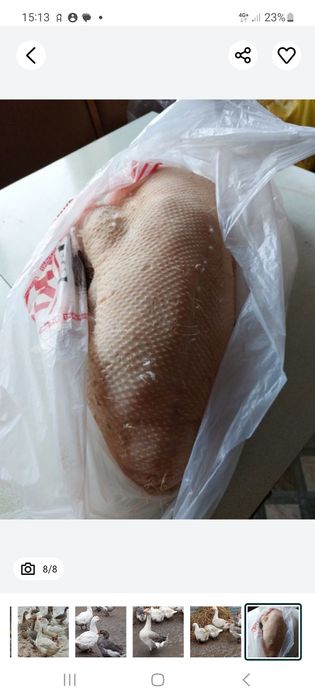 Гуси  домашние  молодые