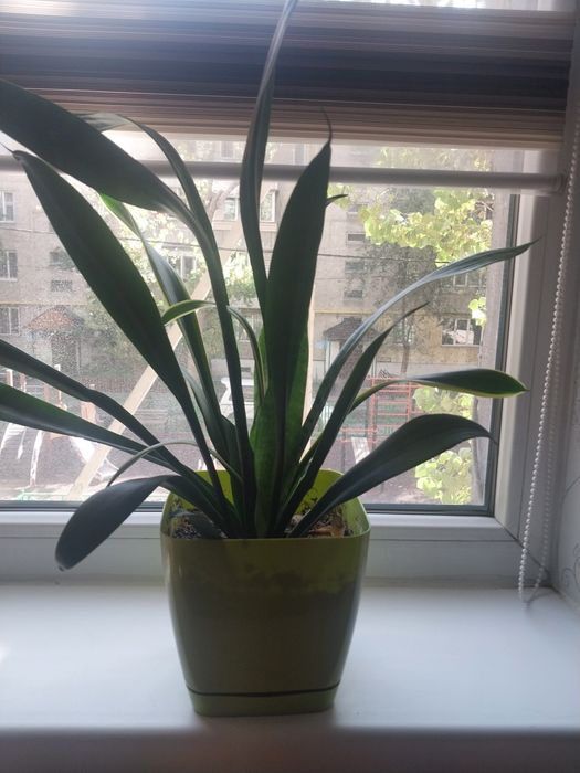 Комнатные цветы срочно