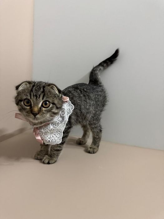 Котята 2 мальчика 1 девочка