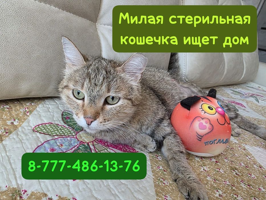 Кошечка ищет семью