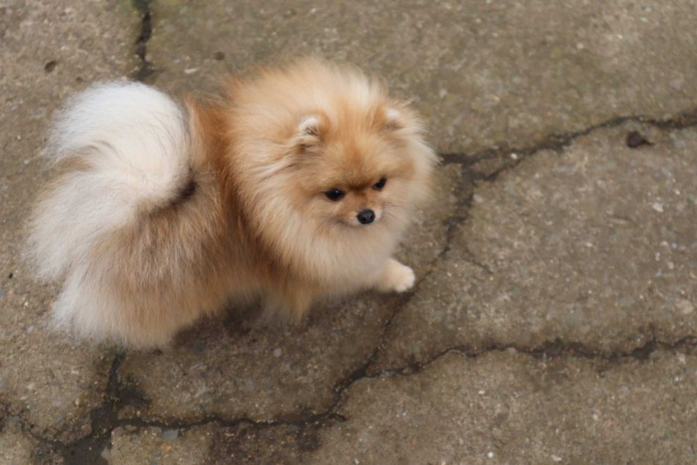 Миниатюрно момиченце померан с родословие FCI