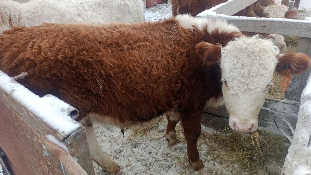 Бычки годдовалые 6 голов