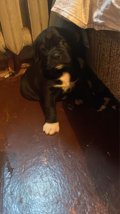 Продам щенка порода боксер