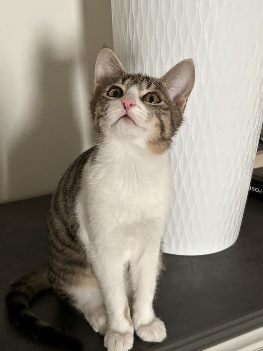 Котенок, кот, кошка