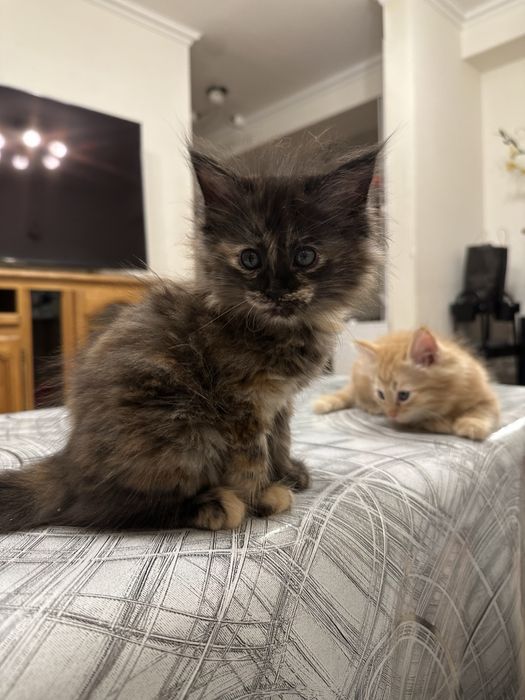 Продаются пушистые котята