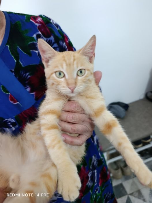 Котенок в добрые руки