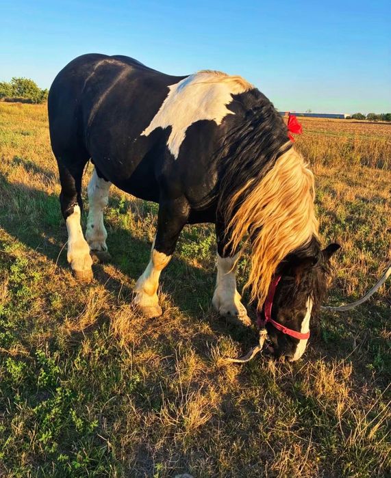 Armasar TOP de vanzare