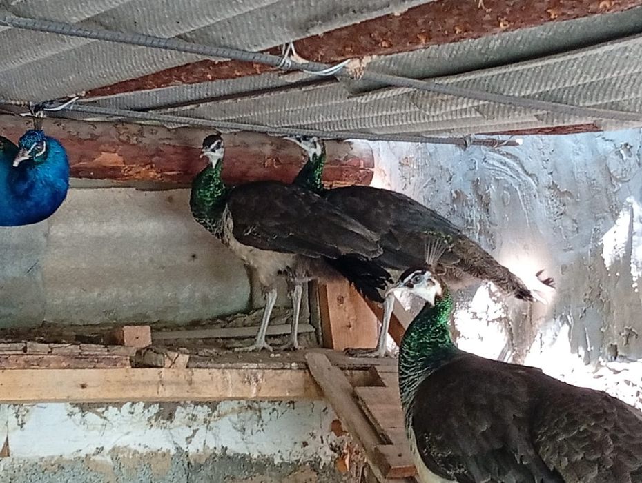 Продаются павлины