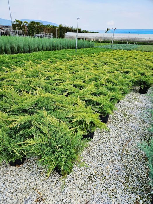 Plante ornamentale de foarte buna calitate