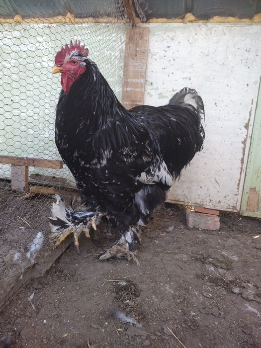 Пилета и яйца от много видове кокошки.Видин