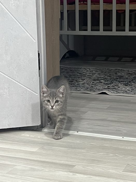 Продам кошку Шотландский коротко шорстая!