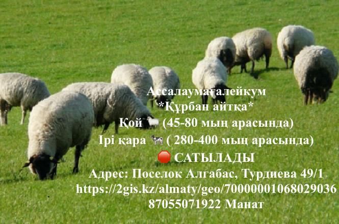 Қой сатылады. Продам баран.