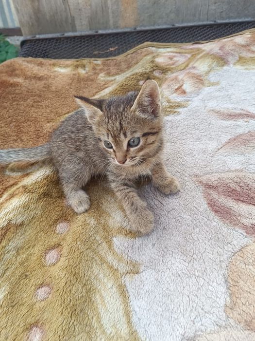 Отдам котят в добрые руки
