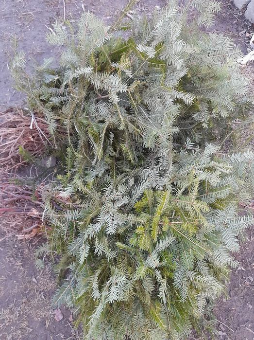 Puieți de molid și brad oferim transport gratuit