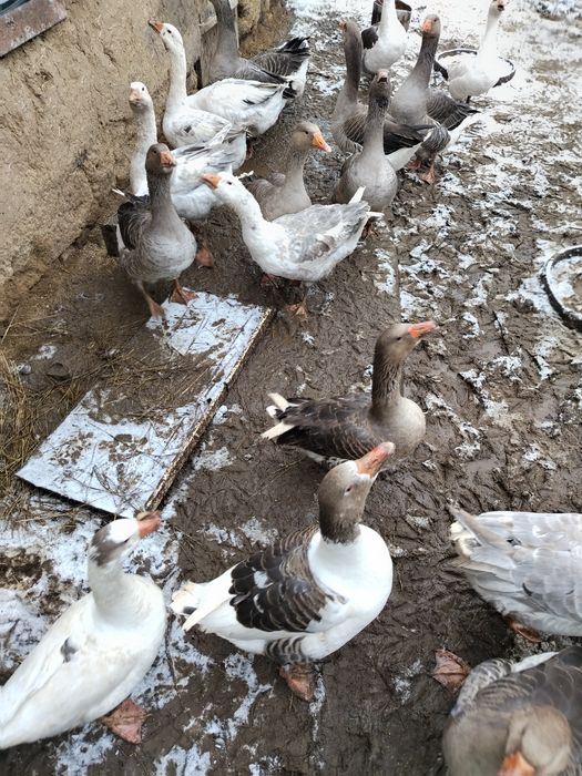 Продам гусей на племя