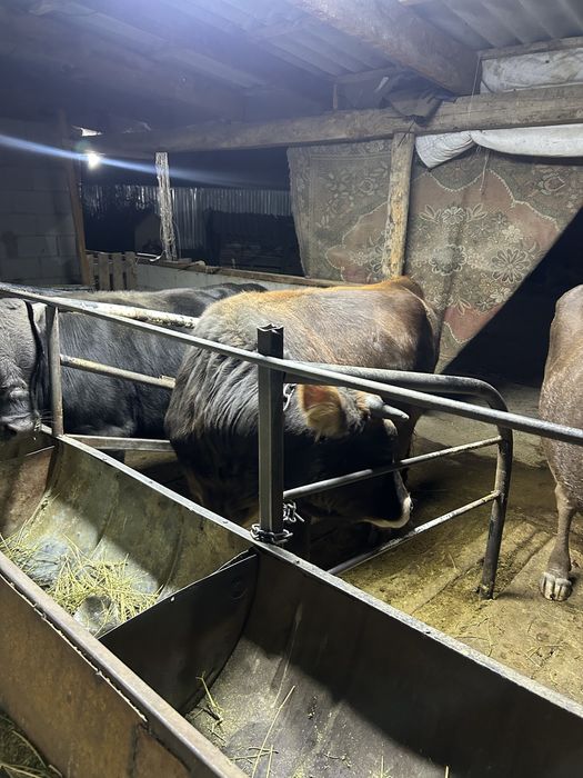 Қунажын сатылады