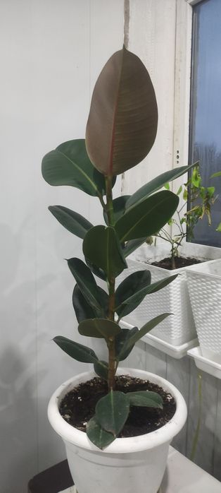 Фикус каучуконосный, Юкка