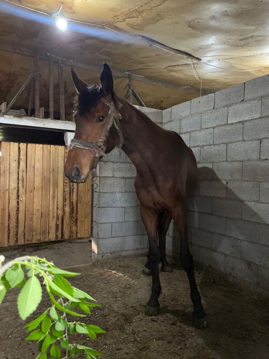 Продам кобылу, лошадь