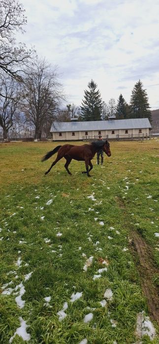 De vanzare armasar Pur Sange Englez