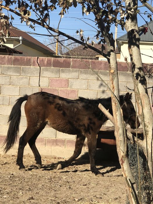 Тай сатылады семиз