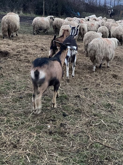 Vând capre tinere bune de lapte