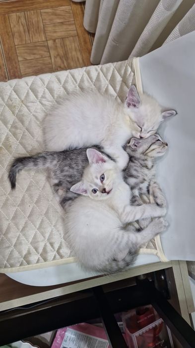 отдам котят в добрые руки