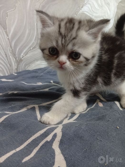 Скотиш страйт от правильной вязки