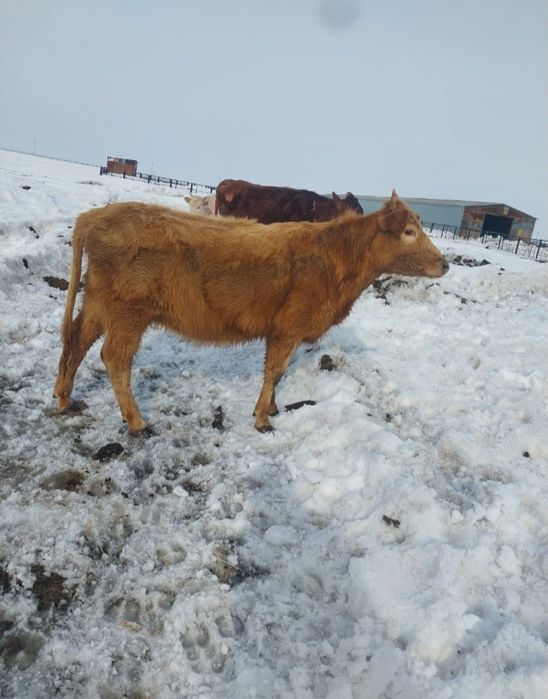 Продам 7 телок год и два месяца