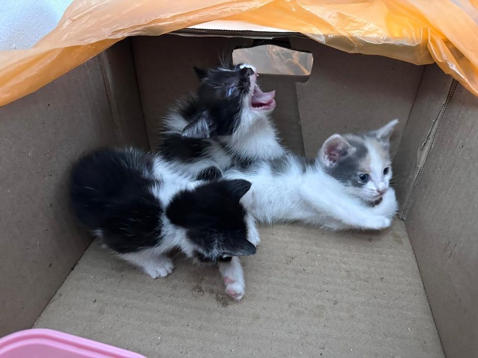 Интимдік және Симферополь