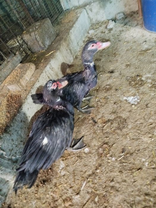 Урдак утка индийски