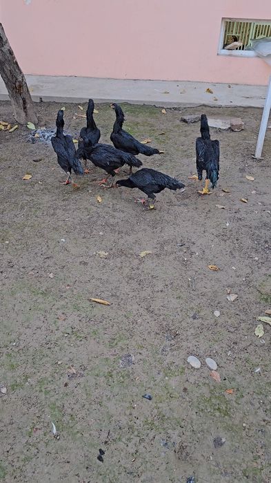 TUXUMI SOTILVOTTI Vibrator o shamola