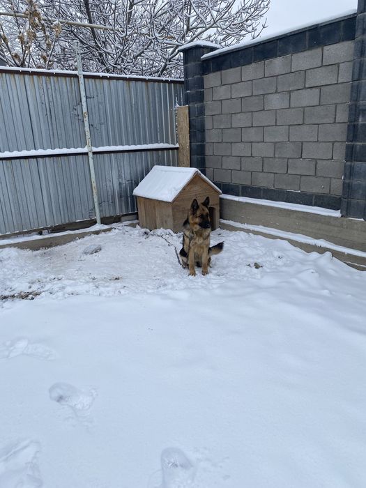 Немецкий овчарка