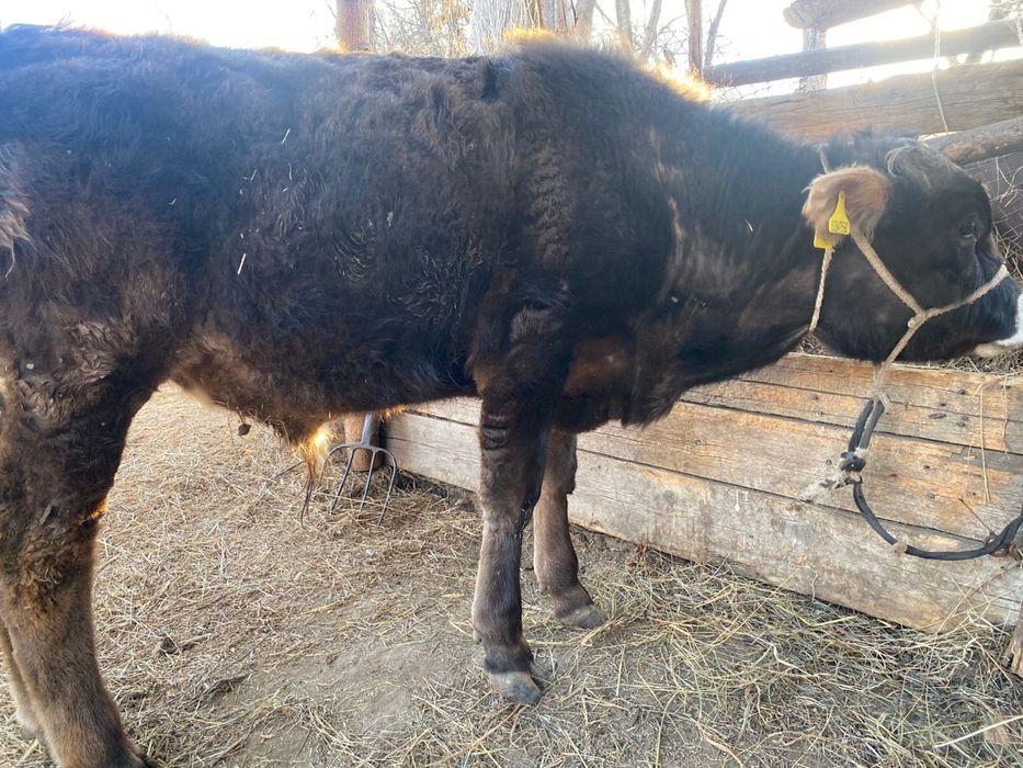 Продам быков 1 год